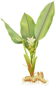 turmeric-plant
